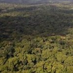 Liberian forest